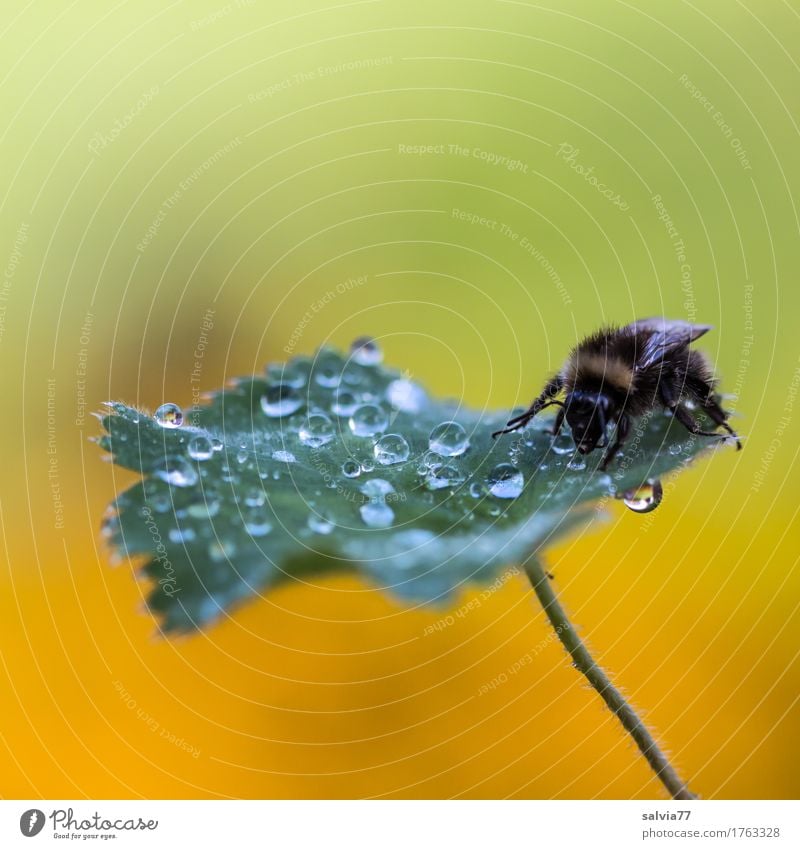 früh morgens harmonisch Umwelt Natur Wassertropfen Frühling Pflanze Blatt Garten Tier Insekt Hummel 1 krabbeln trinken frisch gelb grün ruhig ästhetisch Design