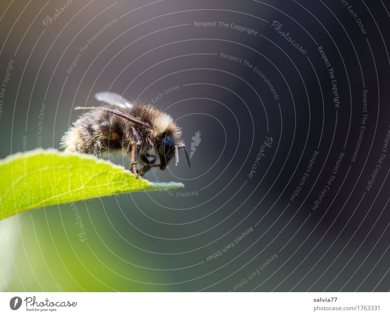 fliegt sie oder nicht? Umwelt Natur Pflanze Tier Frühling Sommer Blatt Garten Hummel Insekt 1 krabbeln frei oben braun grau grün Beginn Mobilität Pause