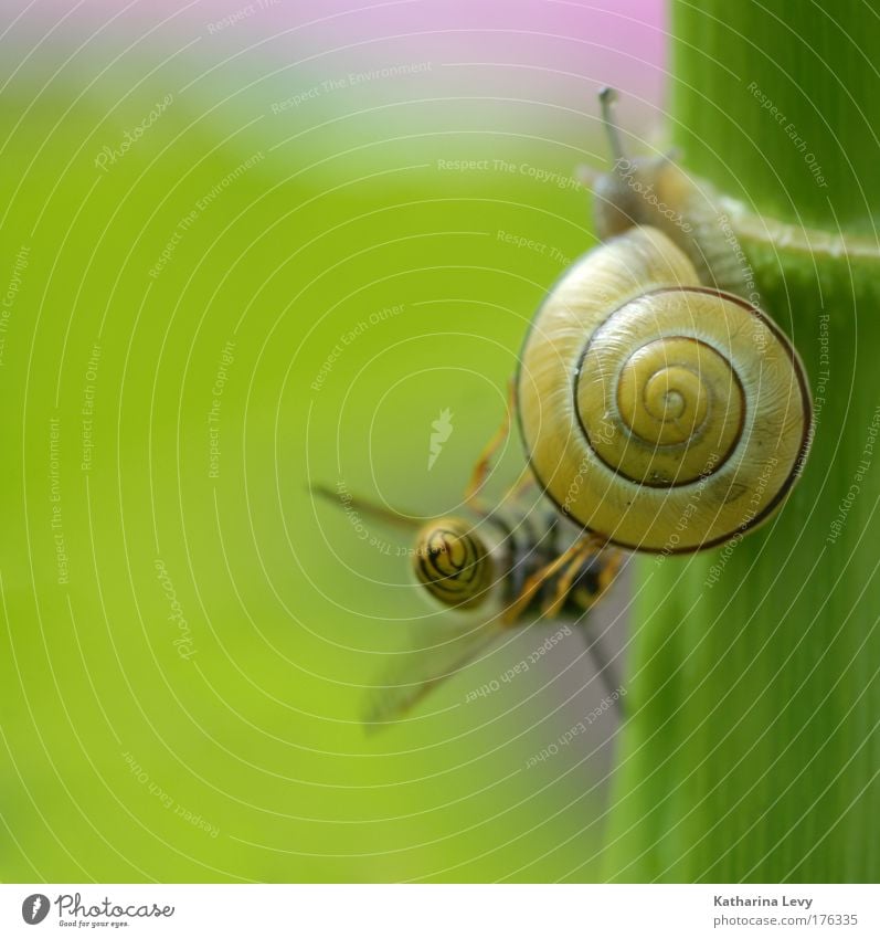 begegnung der giganten Farbfoto Außenaufnahme Textfreiraum links Tag Schwache Tiefenschärfe Zentralperspektive Blick nach hinten Pflanze Tier Grünpflanze