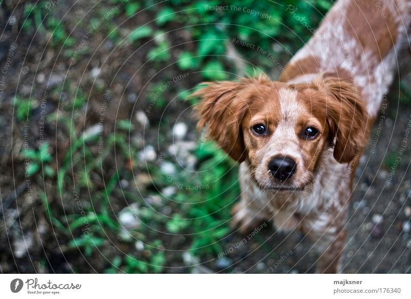 Hund mehrfarbig Außenaufnahme Nahaufnahme Menschenleer Tag Unschärfe Starke Tiefenschärfe Tierporträt Haustier Tiergesicht 1 Tierjunges Blick stehen warten