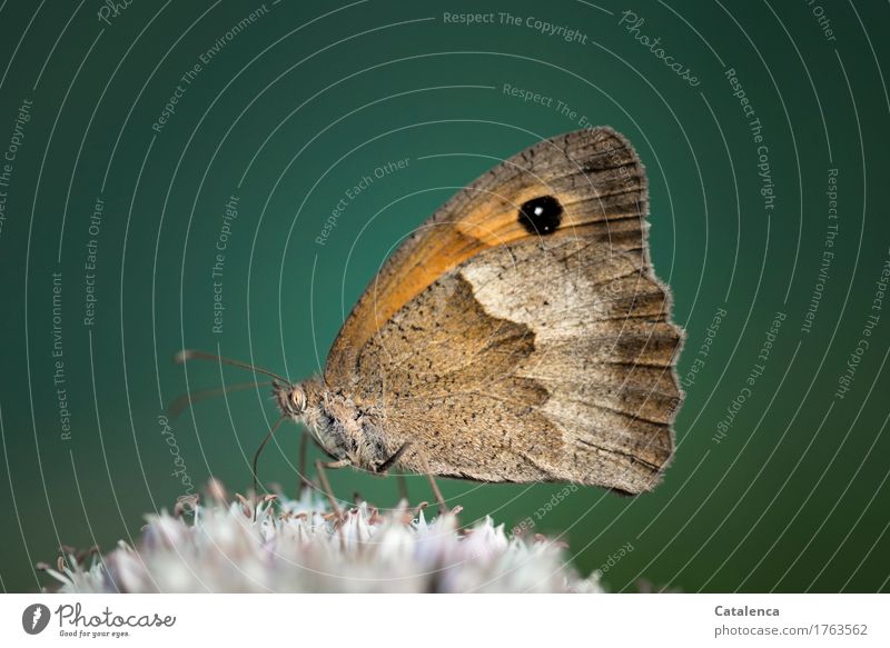 Großes Ochsenauge; Schmetterling Natur Pflanze Tier Blüte Lauchblüte Garten Gemüsegarten Insekt 1 Blühend Duft fliegen Fressen einfach braun grün orange