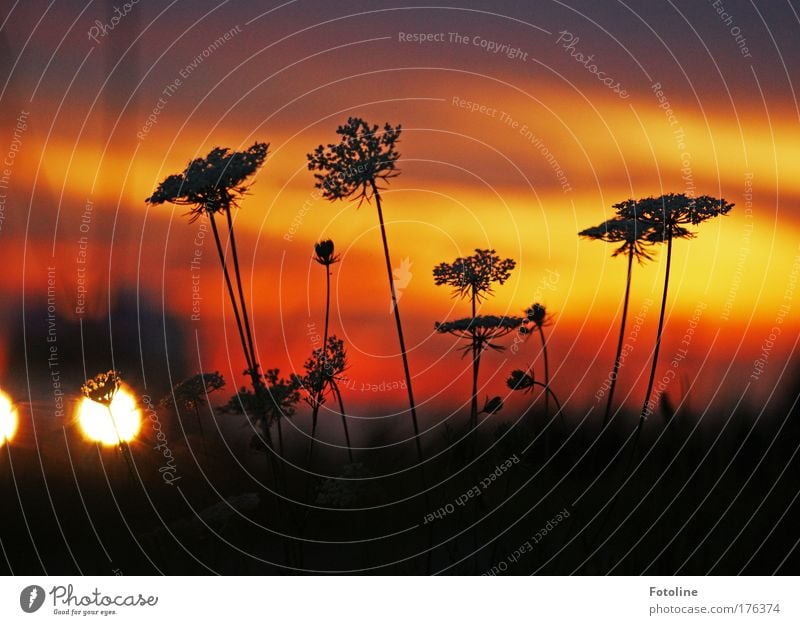 Abendrot Farbfoto mehrfarbig Außenaufnahme Dämmerung Licht Schatten Sonnenaufgang Sonnenuntergang Umwelt Natur Landschaft Pflanze Erde Feuer Himmel Wolken