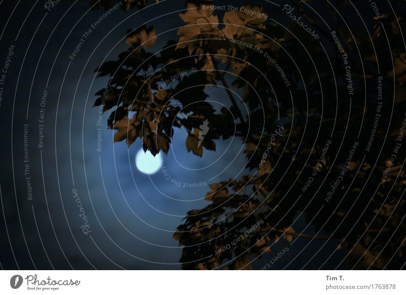 Moon Umwelt Mond Vollmond Herbst Berlin geheimnisvoll Sinnesorgane Baum Blatt Farbfoto Außenaufnahme Menschenleer Nacht Licht