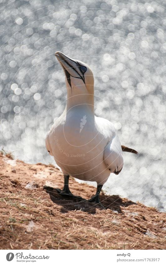 Basstölpel Tier Wildtier Vogel 1 natürlich silber weiß Farbfoto Außenaufnahme Menschenleer Tag Starke Tiefenschärfe Tierporträt Blick nach oben