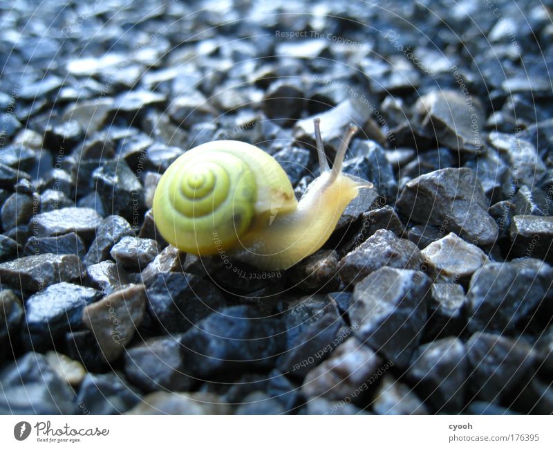 kleine Schnecke Regen zart durchscheinend steinig Stein Wege & Pfade schwer zerbrechlich filigran Nahaufnahme Tier Natur Ausdauer Neugier Stolz schön weich