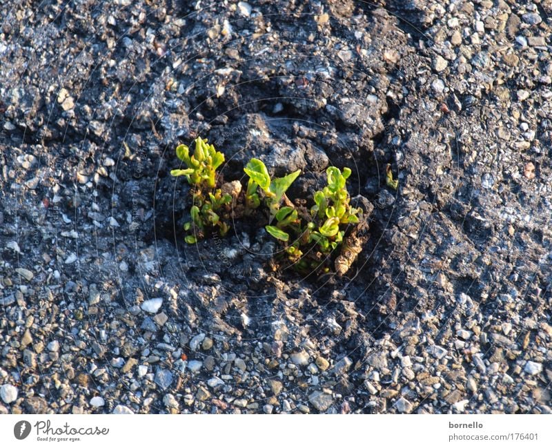 Durchbruch Farbfoto Außenaufnahme Nahaufnahme Menschenleer Tag Vogelperspektive Pflanze Urelemente Blatt Straße Bewegung