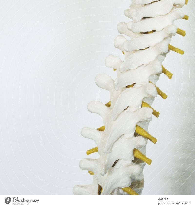 Spine Farbfoto Textfreiraum links Krankheit Leben Wohlgefühl Kur 1 Mensch alt weiß beweglich Schmerz Stress Schwäche Schwerpunkt Anatomie Skelett Wirbelsäule