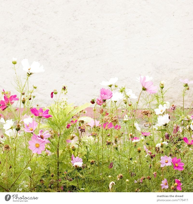 PINK IS PRETTY Farbfoto mehrfarbig Außenaufnahme Menschenleer Hintergrund neutral Tag Licht Schatten Sonnenlicht Schwache Tiefenschärfe Froschperspektive Umwelt