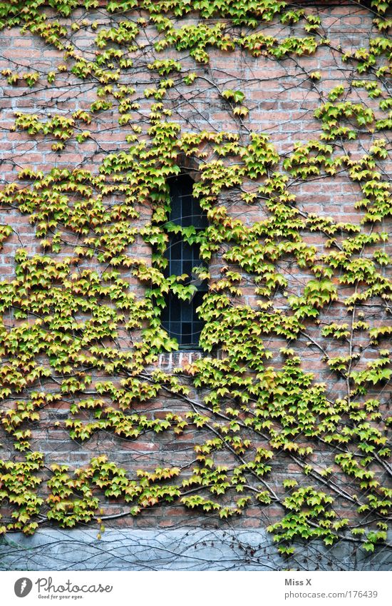 Dornröschen Farbfoto Außenaufnahme Detailaufnahme Menschenleer Textfreiraum links Textfreiraum rechts Textfreiraum oben Textfreiraum unten Tag Umwelt Natur