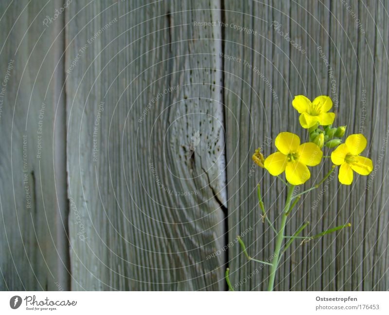 Leben ist Warten Farbfoto Außenaufnahme Menschenleer Textfreiraum links Textfreiraum oben Tag Pflanze Sommer Nutzpflanze Hütte Mauer Wand Holz Blühend Duft alt