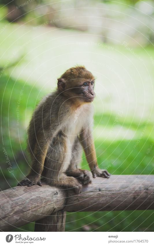 Äffchen Tier Wildtier Fell Zoo Affen 1 Tierjunges Neugier grün Farbfoto Außenaufnahme Tag Schwache Tiefenschärfe Blick nach vorn