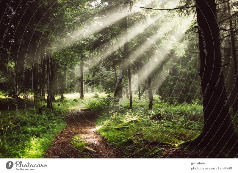 Sonnenstrahlen Umwelt Natur Sonnenlicht Sommer Nebel Wald schön Wärme Abenteuer entdecken Erholung Freiheit Ferien & Urlaub & Reisen Ferne Ziel Thüringer Wald