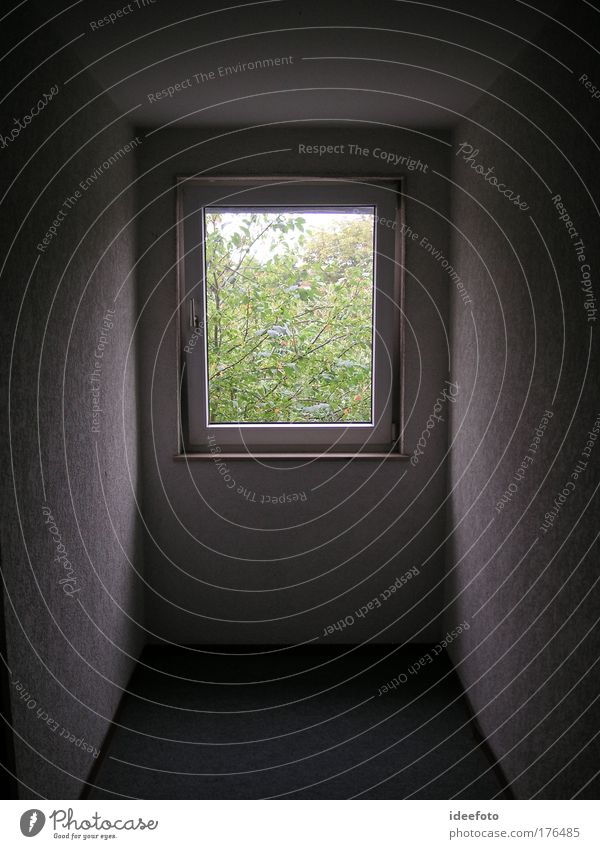 Fenster mit Ausblick Farbfoto Innenaufnahme Menschenleer Morgen Totale Blick Fensterpflanzen Flur Gang Lichtblick Durchblick Fluchtpunkt Schattenspiel