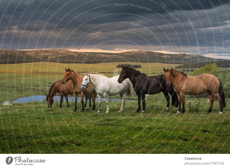 Nächstenliebe | oder doch nur Herdentrieb. Pferdeherde Reiten Sommer Familie & Verwandtschaft Natur Landschaft Pflanze Tier Himmel Gewitterwolken Sonnenaufgang