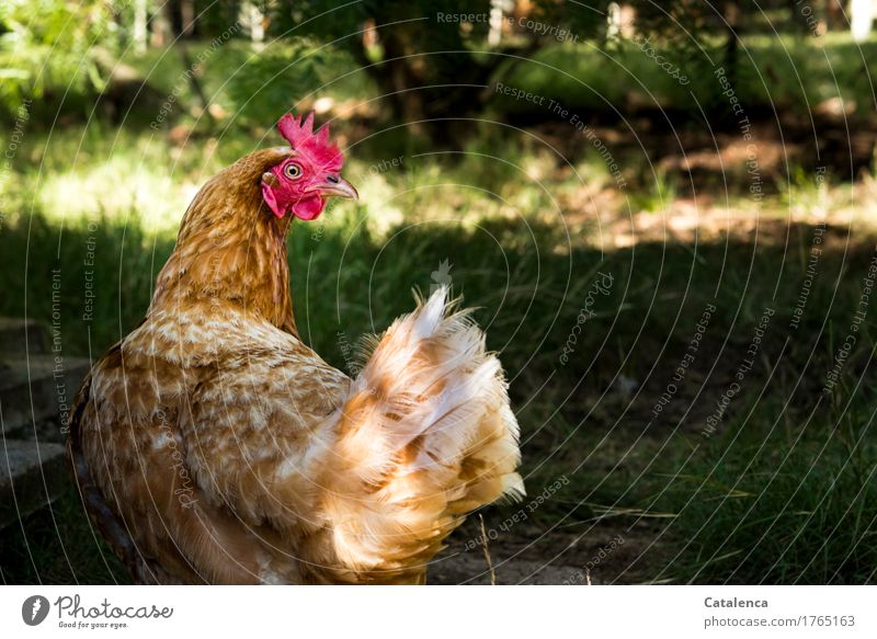 Mißtrauen; im Blick der Henne Sonne Gras Garten Tier Nutztier Vogel Haushuhn 1 beobachten laufen braun gelb gold grün rot Wachsamkeit Nervosität Farbfoto