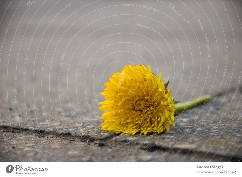 Stadtleben Farbfoto Nahaufnahme Menschenleer Textfreiraum oben Hintergrund neutral Tag Schwache Tiefenschärfe Umwelt Natur Pflanze Erde Frühling Klima Blume