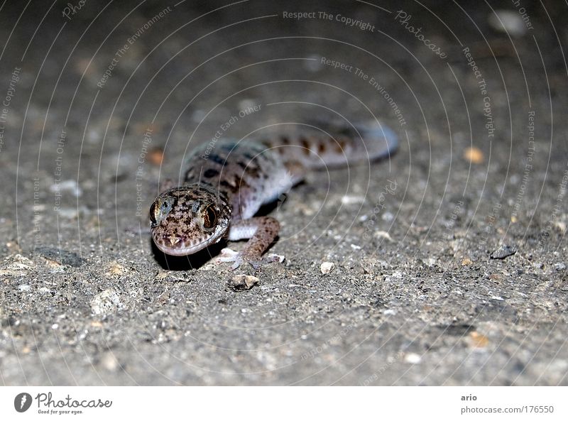 Auge in Auge Farbfoto Außenaufnahme Nahaufnahme Makroaufnahme Menschenleer Dämmerung Blitzlichtaufnahme Tierporträt Blick Tiergesicht entdecken Neugier