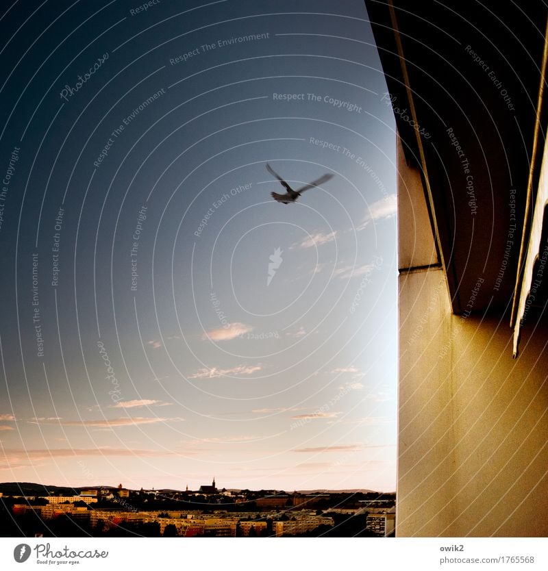 Flatterhaft Tier Himmel Wolken Horizont Sommer Klima Schönes Wetter Bautzen Lausitz Deutschland Kleinstadt Skyline bevölkert Haus Dom Mauer Wand Balkon Taube 1