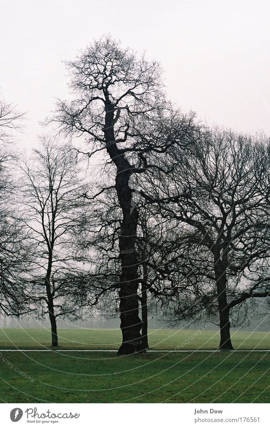 Near Wollaton Hall Gedeckte Farben Kontrast Spaziergang Natur Landschaft Herbst schlechtes Wetter Nebel Regen Baum Gras Sträucher Ast Geäst England