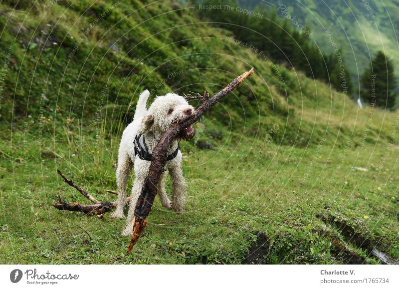 Stöckchen Natur Gras Wiese Tier Haustier Hund 1 Spielzeug Stock Holz festhalten Spielen Coolness frech Fröhlichkeit lang niedlich sportlich grün weiß Freude