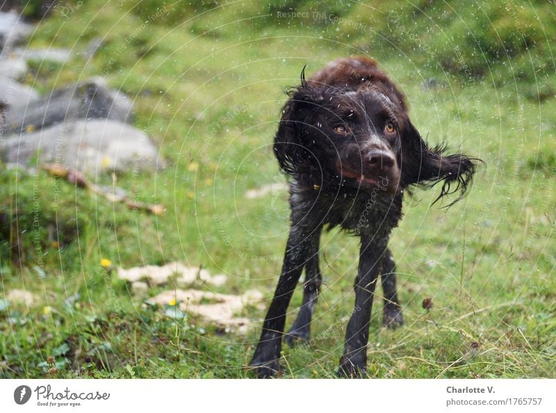 Schüttel deinen Speck! Tier Haustier Hund 1 Bewegung drehen Reinigen stehen Flüssigkeit frisch nass natürlich braun grau grün Fröhlichkeit Lebensfreude