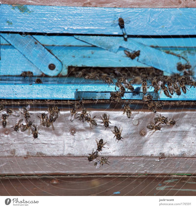 Bienchen Schwärmerei Biene Schwarm Holz Bewegung Zusammensein klein natürlich retro blau fleißig Leben Zusammenhalt Imkerei Tierzucht Insekt Öffnung Honigbiene