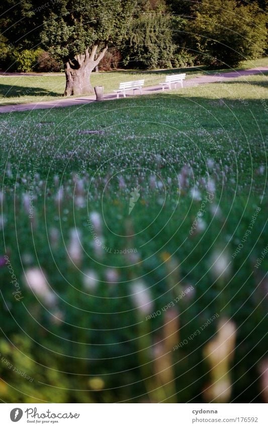 Ruhe finden Farbfoto Außenaufnahme Detailaufnahme Menschenleer Textfreiraum unten Textfreiraum Mitte Tag Abend Schatten Kontrast Sonnenlicht