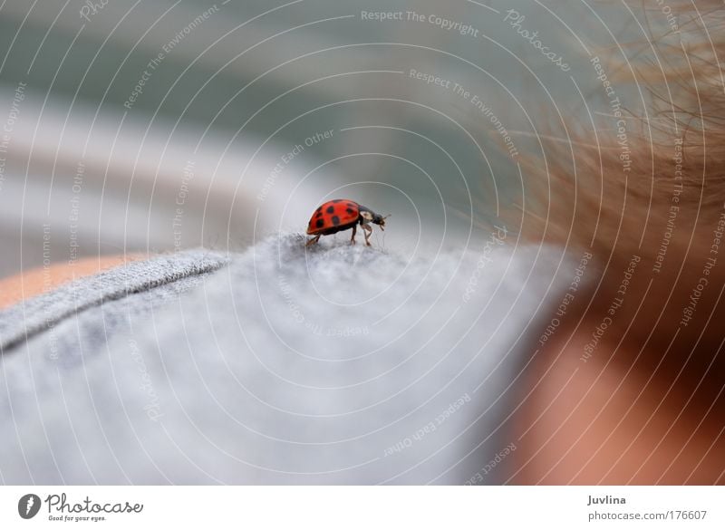 Schulterlandung Farbfoto Außenaufnahme Detailaufnahme Tag Tierporträt Glück Haare & Frisuren Umwelt Natur Sommer Stoff Käfer Marienkäfer Glücksbringer