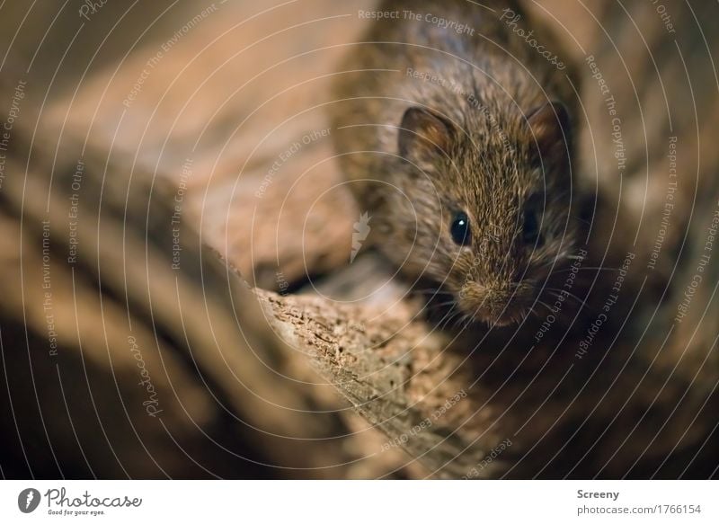 Ruhig, Kleines... Natur Tier Wiese Feld Wildtier Maus 1 krabbeln klein braun Angst winzig Vorsicht Farbfoto Nahaufnahme Detailaufnahme Makroaufnahme Abend Licht