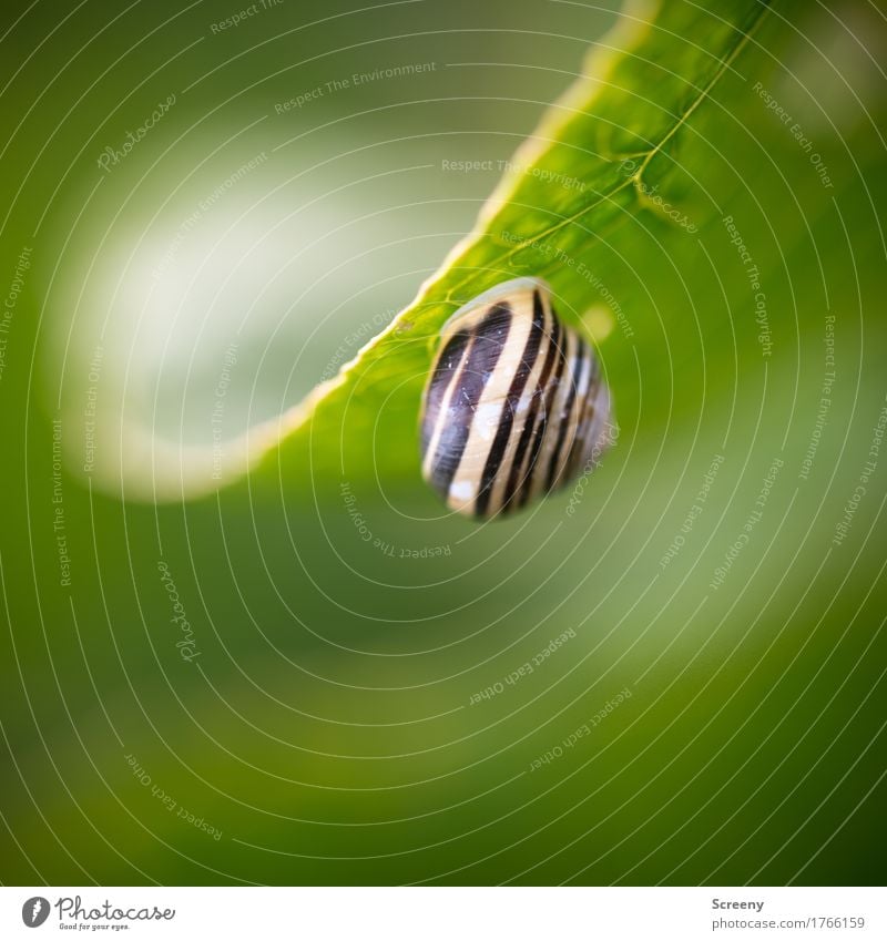 Haus auf den Kopf gestellt... Natur Pflanze Tier Blatt Wiese Feld Wald Schnecke Schneckenhaus 1 hängen klein grün verstecken verborgen Farbfoto Außenaufnahme