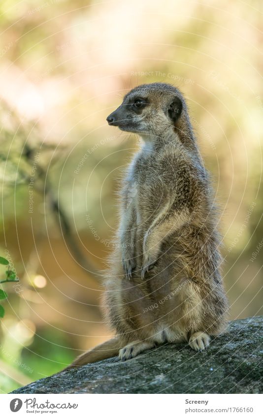 Wachposten Natur Tier Sommer Schönes Wetter Wildtier Erdmännchen 1 beobachten sitzen Wachsamkeit Neugier Farbfoto Außenaufnahme Menschenleer Tag Licht Schatten