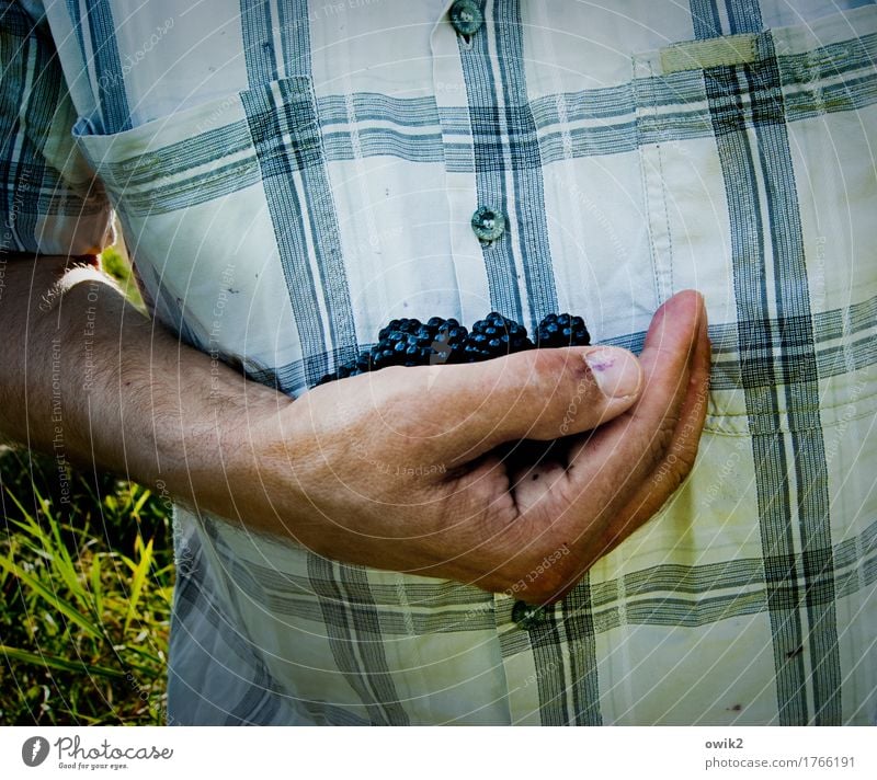 Biomasse Gesunde Ernährung Freizeit & Hobby maskulin Arme Hand Finger Bauch Oberkörper Natur Schönes Wetter Gras Wildpflanze Brombeeren Hemd kariert