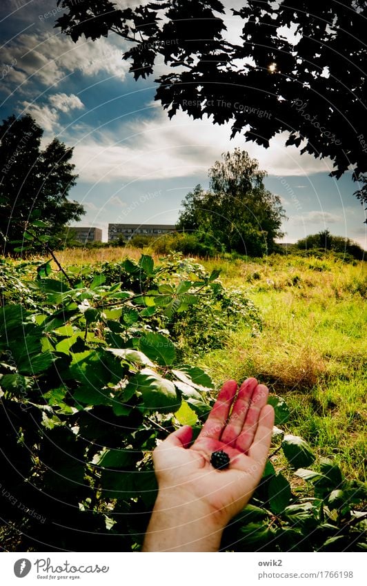 Bio maskulin Hand Finger Umwelt Natur Landschaft Pflanze Himmel Wolken Horizont Sommer Klima Schönes Wetter Baum Gras Sträucher Blatt Wildpflanze Hecke