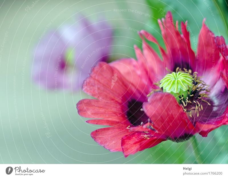 mal wieder Mohntag... Umwelt Natur Pflanze Sommer Blume Schlafmohn Mohnblüte Garten Blühend Wachstum ästhetisch frisch schön einzigartig natürlich grün violett