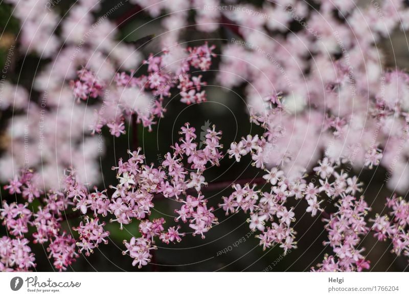 rosa Blüten... Umwelt Natur Pflanze Frühling Sträucher Nutzpflanze Holunderbusch Holunderblüte Garten Blühend Wachstum ästhetisch Duft schön einzigartig klein