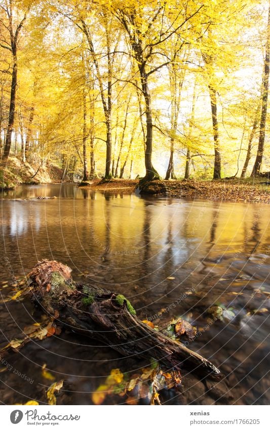 Langzeitbelichtung: Baumstamm im Bach mit herbstlich gelben Bäumen Herbst Fluss wandern Natur Landschaft Wald Bergisches Land Holz Erholung braun ruhig