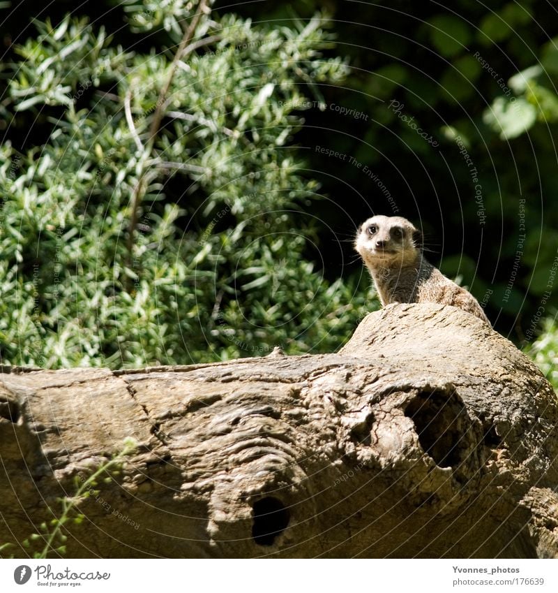 Alles im Blick Farbfoto Gedeckte Farben Außenaufnahme Tag Umwelt Natur Landschaft Erde Baum Sträucher Baumstamm Park Hügel Tier Wildtier Tiergesicht Fell Zoo