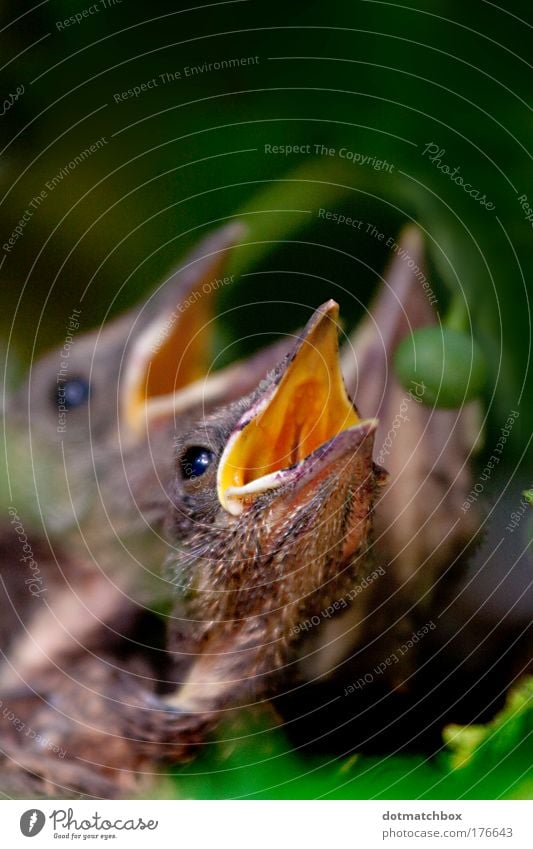 Gimme worm! Farbfoto Außenaufnahme Tag Tierporträt Natur Sommer Wiese Feld Vogel Wurm 2 3 Tiergruppe Tierjunges fliegen füttern schreien Küken