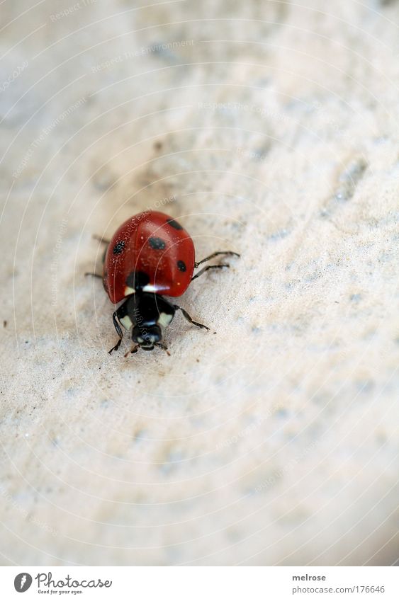 Farbtupfer Farbfoto mehrfarbig Außenaufnahme Nahaufnahme Menschenleer Unschärfe Tierporträt Natur Schönes Wetter Käfer berühren fliegen krabbeln träumen frei