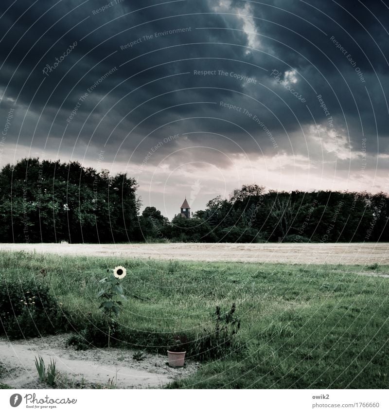 Durchhalten Umwelt Natur Landschaft Luft Gewitterwolken Horizont Sommer Klima schlechtes Wetter Baum Blume Gras Sonnenblume Garten Feld Blönsdorf