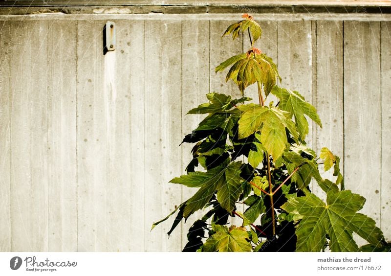 NATUR vs. STRUKTUR Farbfoto Gedeckte Farben Außenaufnahme Muster Strukturen & Formen Menschenleer Hintergrund neutral Tag Dämmerung Schatten Kontrast Silhouette