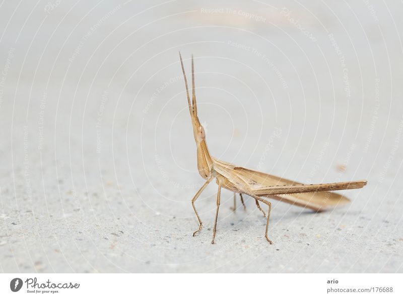 Origami? Farbfoto Außenaufnahme Makroaufnahme Menschenleer Tag Tierporträt Natur Käfer Beton exotisch fantastisch Freundlichkeit Spitze braun gelb gold Insekt