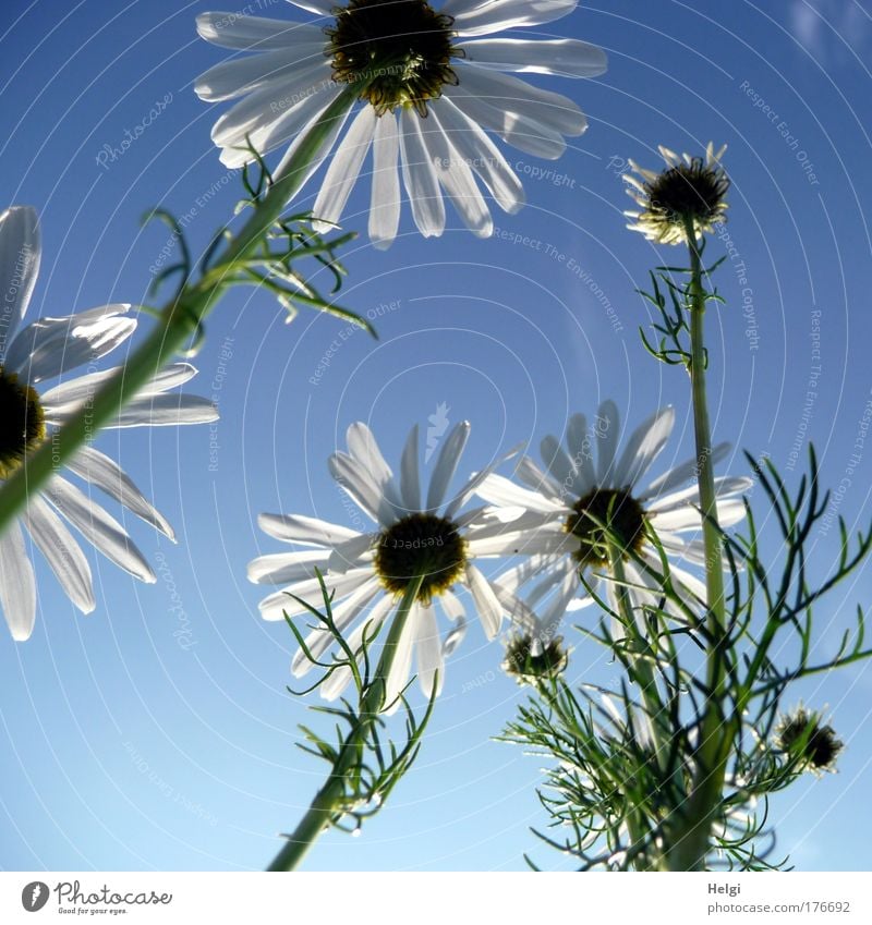 Camilla Farbfoto Außenaufnahme Detailaufnahme Menschenleer Tag Licht Schatten Sonnenlicht Froschperspektive Natur Pflanze Himmel Wolkenloser Himmel Sommer