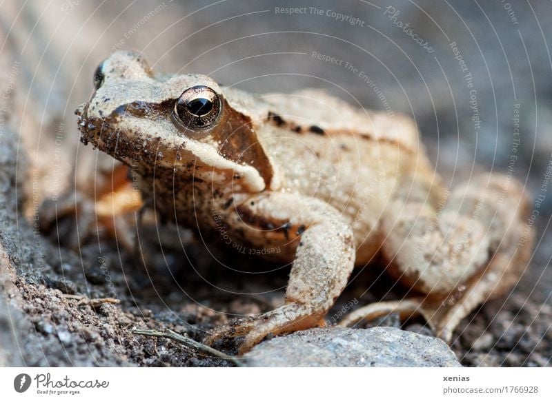 Froschperspektive: Ganzkörperaufnahme von einem Frosch Tier Springfrosch Grasfrosch Sommer Berge u. Gebirge Stein springen Neugier braun gold grau schwarz