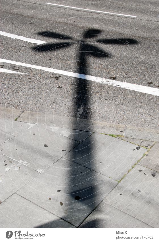 Schattenblume Farbfoto Gedeckte Farben Außenaufnahme Menschenleer Textfreiraum links Textfreiraum rechts Tag Licht Kontrast Silhouette Blume Stadt Platz Bahnhof