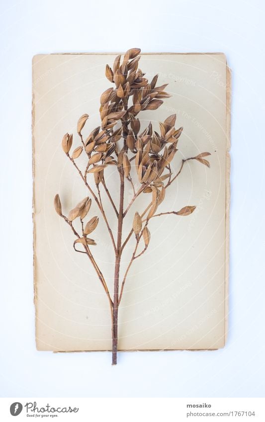 Herbarium elegant Stil Design Erntedankfest Bildung Wissenschaften Schule Gartenarbeit alt verblüht dehydrieren Genauigkeit einzigartig Inspiration Verfall