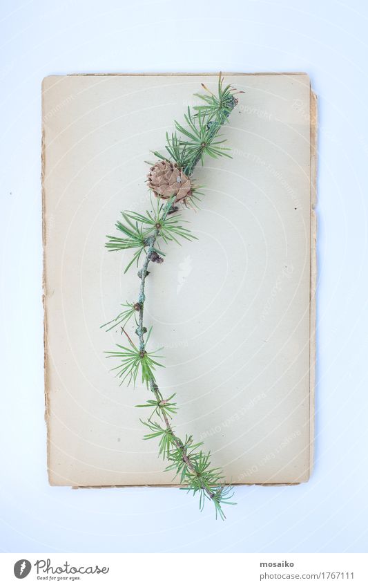 Herbarium elegant Stil Design Erntedankfest Kunst Umwelt Natur Pflanze Papier Romantik Zweige u. Äste Weihnachtsbaum Weihnachtsdekoration natürlich Nostalgie