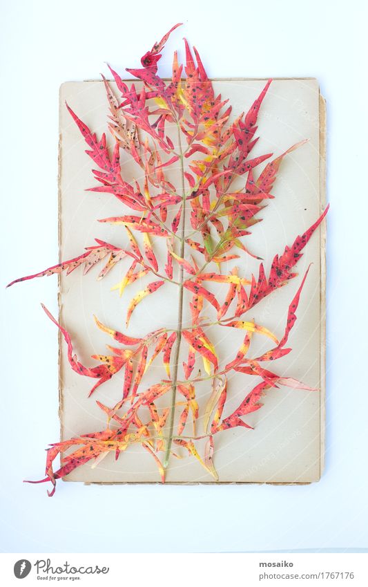 Herbarium elegant Stil Design Bildung Wissenschaften Schule Gartenarbeit Landwirtschaft Forstwirtschaft ästhetisch Botanik Blatt rot Herbst mehrfarbig