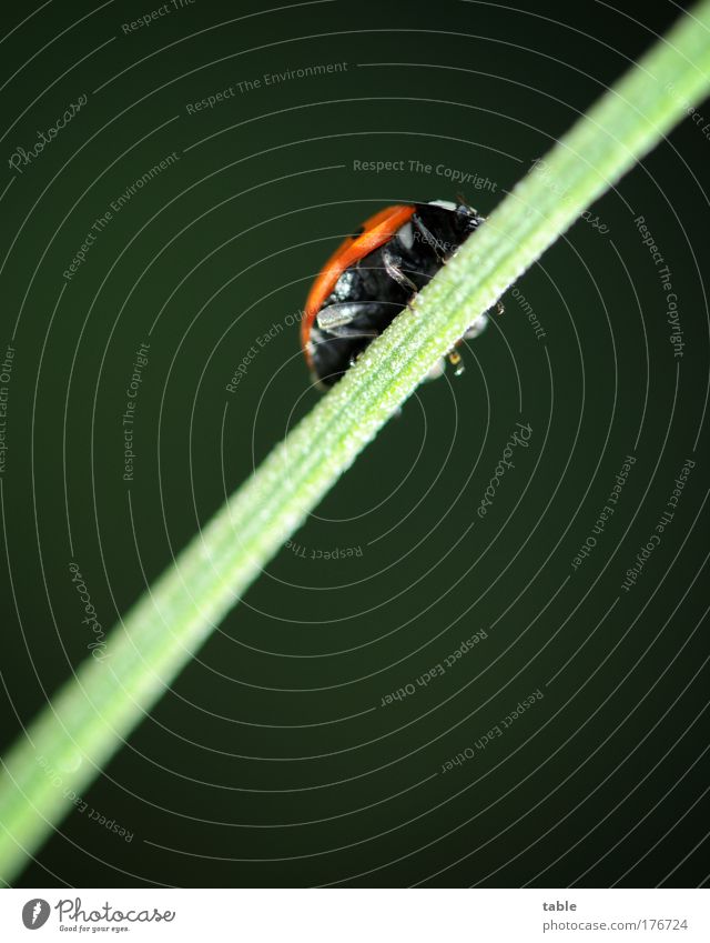 aufwärts . . . Farbfoto Makroaufnahme Textfreiraum oben Textfreiraum unten Leben Wohlgefühl Zufriedenheit Gartenarbeit Wirtschaft Erfolg Natur Pflanze Tier