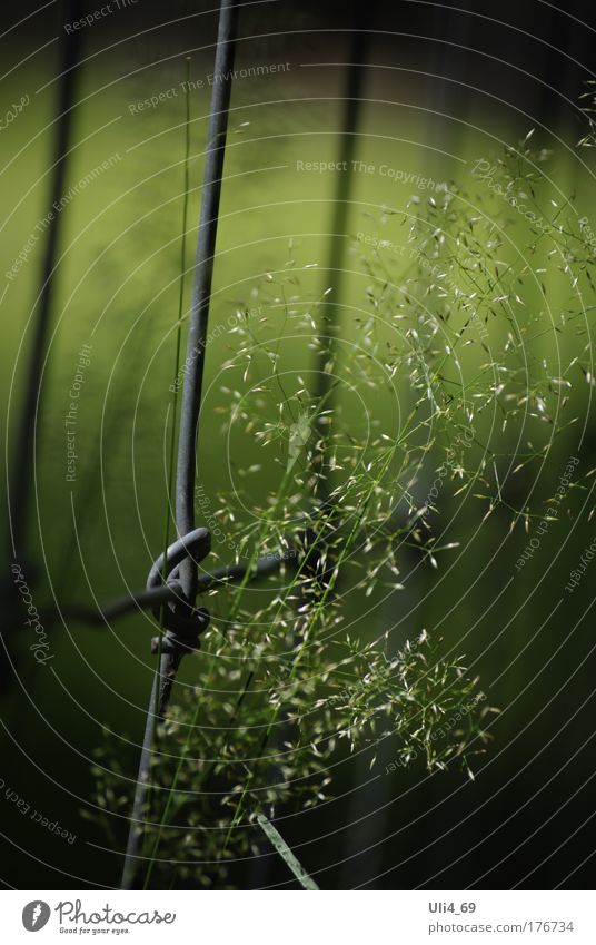 Grasblüte am Drahtzaun Farbfoto Außenaufnahme Detailaufnahme Textfreiraum oben Tag Schatten Schwache Tiefenschärfe Natur Pflanze Sommer Wildpflanze Waldweg